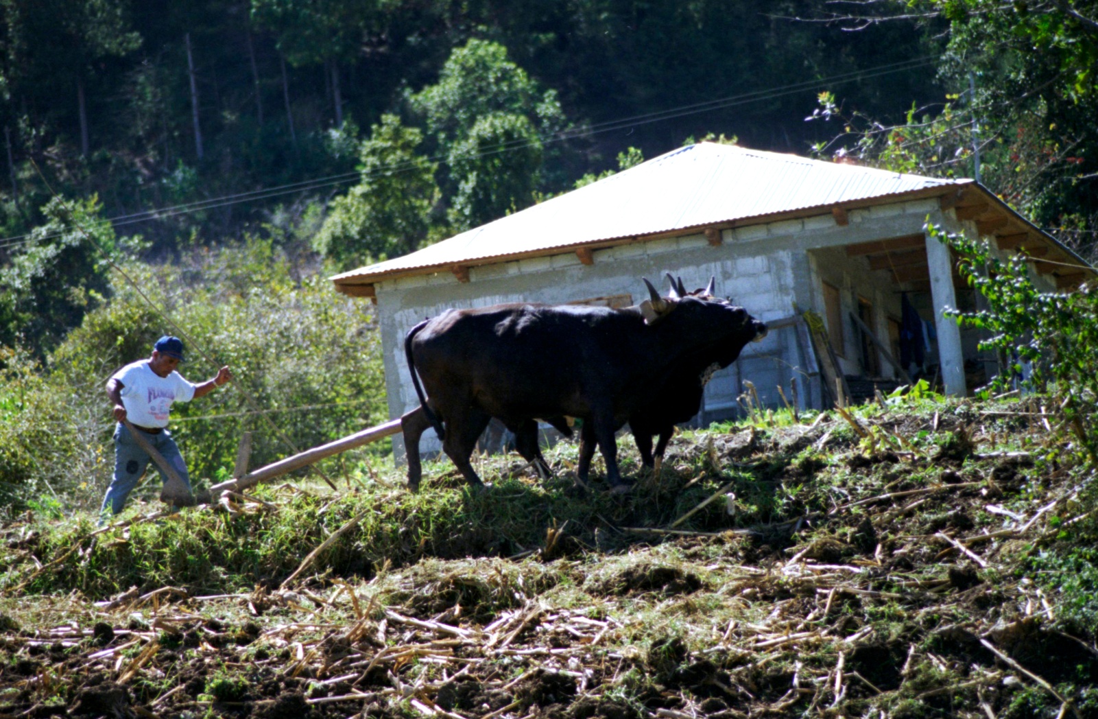 Chiapas landskab